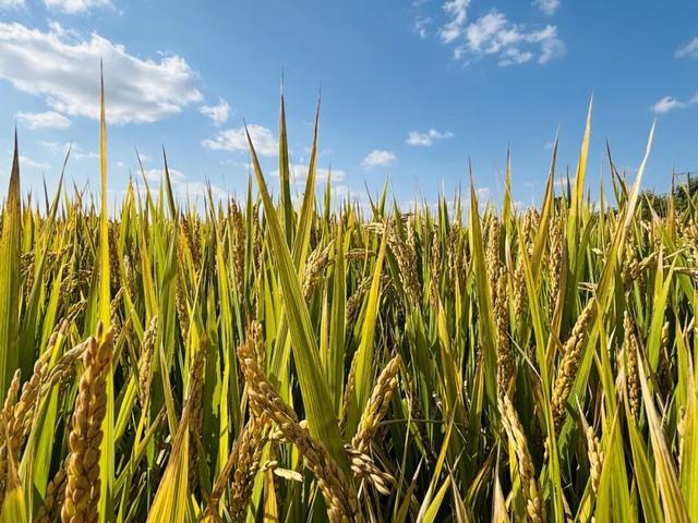 一键收藏！向化镇邀您打卡限定版秋色