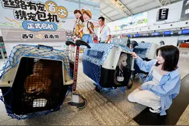 海南航空推出首个宠物包机航班，毛孩子登机进入客舱图片
