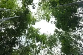 秦岭脚下，“南竹北移”焕发新生机图片