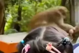 女孩在广东一景区与猴子合照，突然被拽住胳膊狠咬！工作人员回应图片