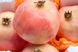 【仅剩最后三天】“不吐籽、喝着吃”的软籽石榴图片