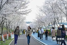 樱花绽放 杭州滨江“最美跑道”开“美颜”了图片