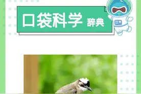 口袋科学辞典｜白头鹎图片