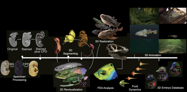 这个小盒子里的化石材料，产生了非常多举世瞩目的成果	，有十几篇顶刊文章｜卢静 一席少年第36位讲者