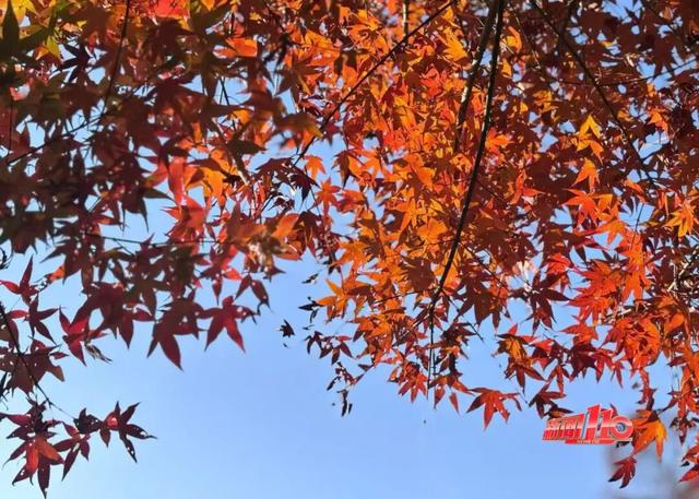 红了！红了！不少福州人都出动了......下周憋大招，强冷空气这天杀到