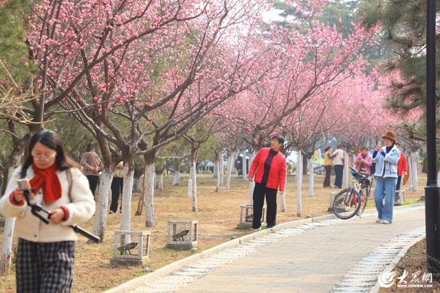 梅花绽放春意浓 游人如织景怡人 泰安高新区凤凰河公园成为春日休闲好去处