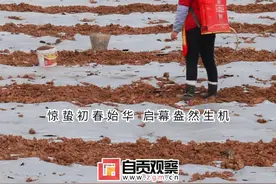 惊蛰：春雷响 万物长图片