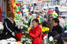 清明节菊花热销 ，鲜花市场迎交易高峰图片