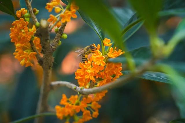 抓住晴天的尾巴！静安限时浪漫秋色，再不去就亏了丨静宝聊天室
