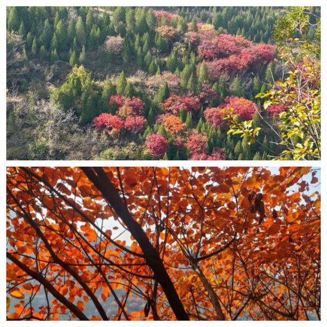 “泉”在济南享金秋——“一城山色·登山打卡”带你来赏红叶啦！