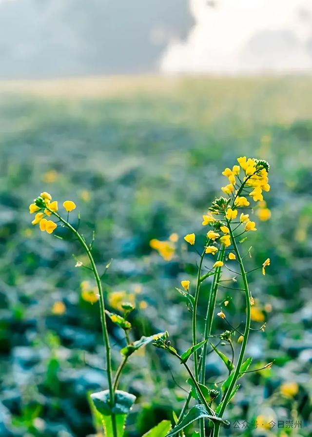 大冬天去赏什么花~油菜花！