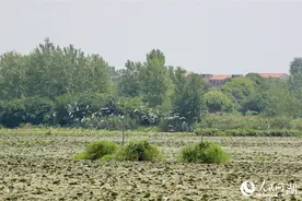 湖北：夏日湿地 候鸟翩跹图片