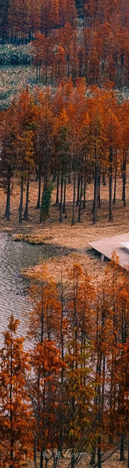 杉树红了！江西这些地方拍“红杉”大片超赞