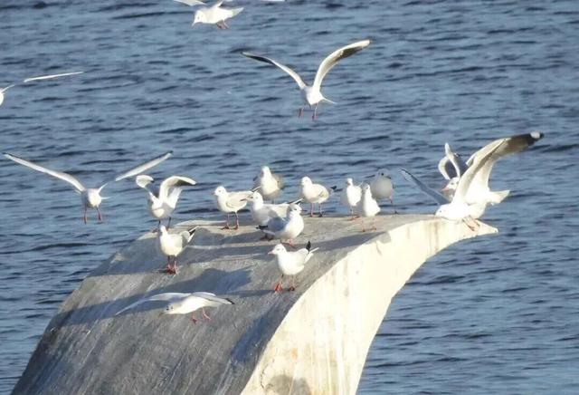 又到候鸟季，相约陆浑来观鸟~
