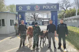 马儿“结伴出逃”  民警5小时追回图片
