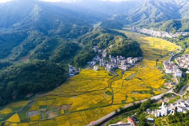 信宜北界：千亩稻田翻金浪，深秋乡村入画来