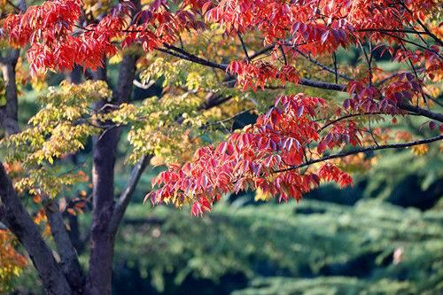 秋意渐浓 明孝陵石象路等你来