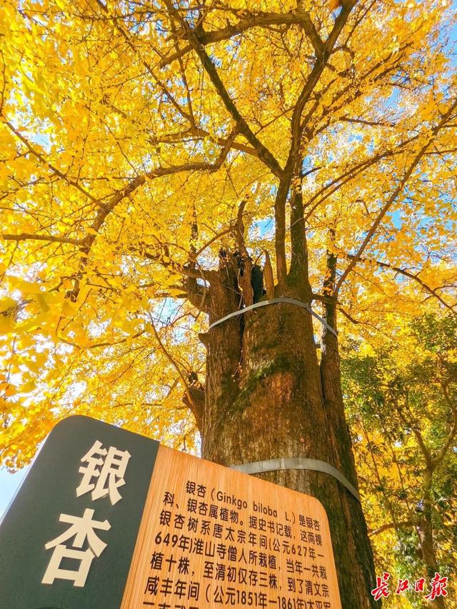 1300岁！武汉两株“银杏王”，金了