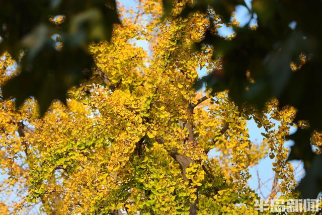 真美！又到一年赏叶时