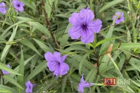 花花“视”界，等您来发现图片