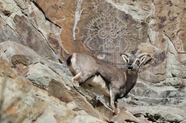 直击 || 银川韩美林艺术馆十周年再出发暨2026丙午生肖特展今日启幕