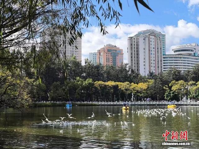 “春城”昆明进入赏杏观鸥季 开展系列活动迎八方游客