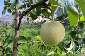 村办合作社携手国企组强村公司 联营共谋振兴图片