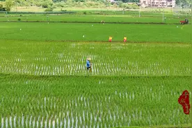千城百县看中国｜湖南冷水滩：初夏田园美如画图片