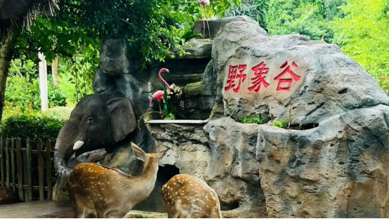 5天逃离计划：在西双版纳 开启一场暑期奇遇
