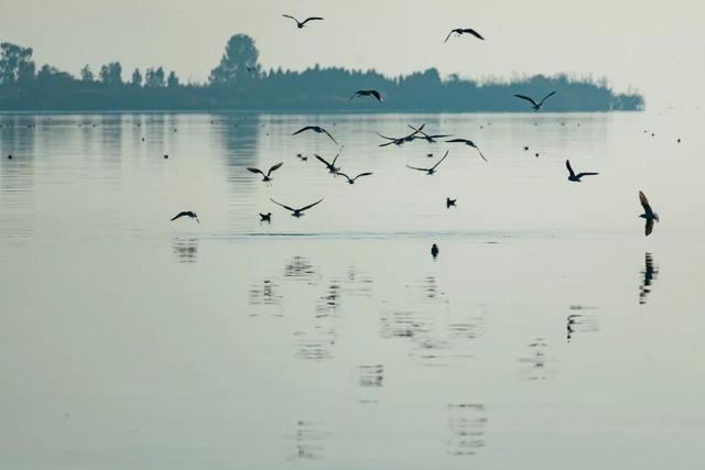 都是小众打卡点！在这些地方看海鸥，景美鸥多还诗意满满~