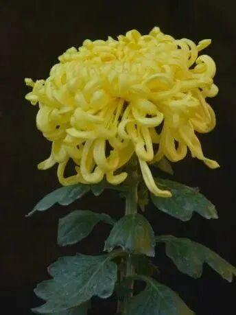 这场秋菊盛会，描绘着福建的千年风雅