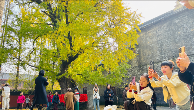 太美了！襄城这棵千年银杏进入最佳观赏期