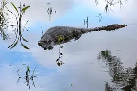 “鳄鱼整晚盯着我们”，飞机迫降亚马逊鳄鱼巢穴36小时乘客获救图片