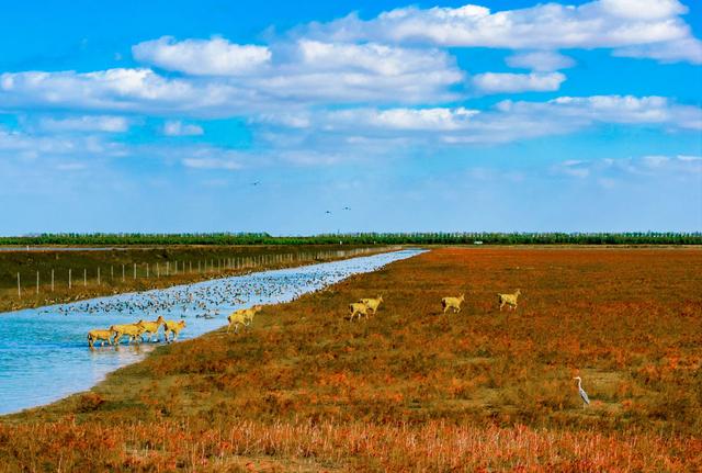 初冬条子泥湿地美如画