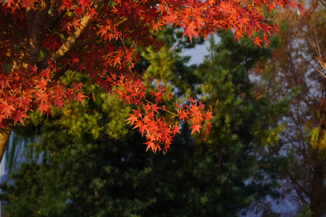 红枫“进度条”拉满，这些打卡地快收好！