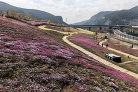 泉城最大福禄考花海悄然绽放！即将迎来盛花期图片