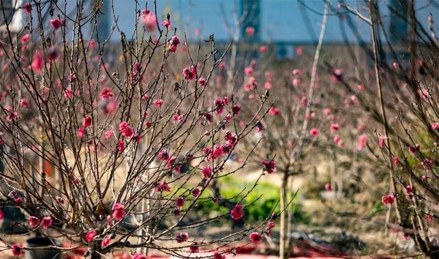 从嘉禾望岗出发，到均禾品“和”文化之韵