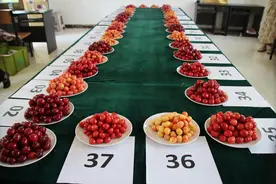 肥城市潮泉镇：农业产业新飞跃，绘就乡村振兴壮美画卷图片