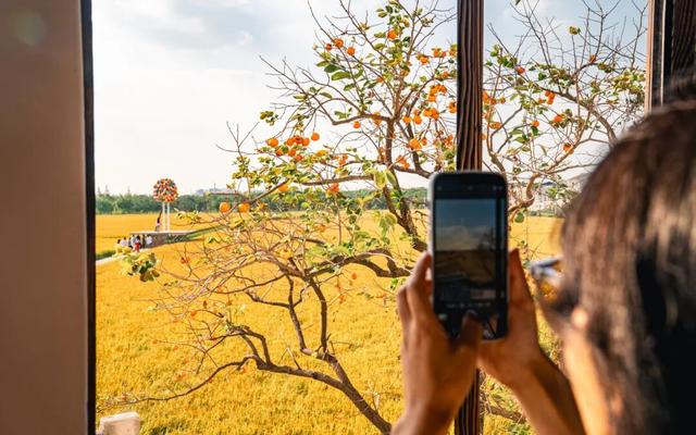 黄金稻田、绝美窗景！这个免费的爆款机位，定格上海最美秋天→