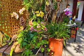 新春走基层 | 兰花展里的年味与芬芳图片