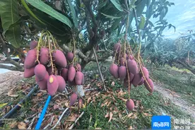 72小时鲜甜直达！三亚芒果“飞”进京沪市场图片