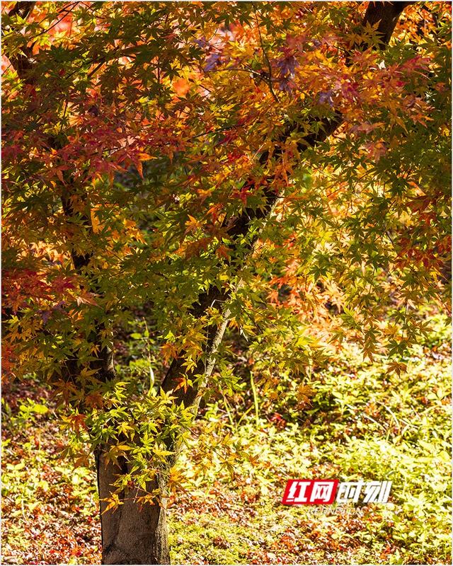 潘华摄影作品：漫步永州蓝山谷 邂逅湘江源头的层林尽染