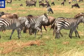 东非野生动物大迁徙：一场危险重重的生死考验图片