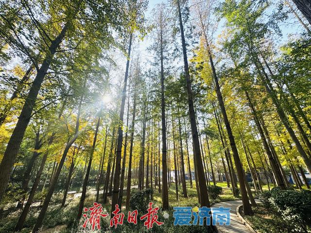 一年四季 泉在济南丨金黄银杏映火红水杉，层林尽染醉游人