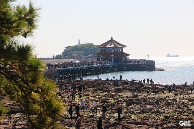 青岛“人鸥共舞”季节限定景观上线