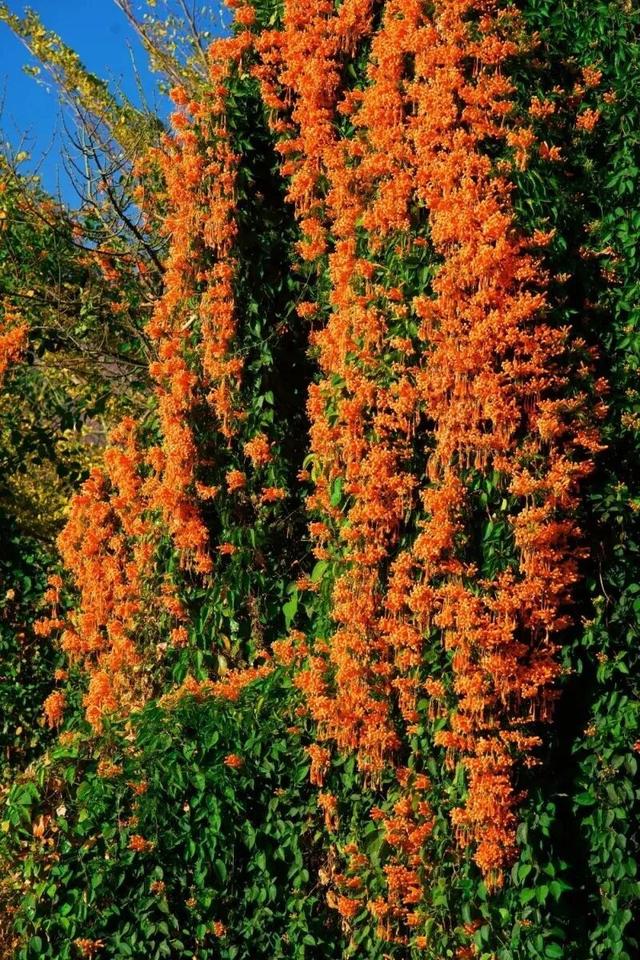 楚雄花开成海！你期盼的春天提前来了