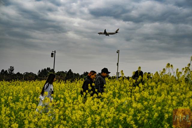 C视觉丨四川双流：油菜花海邂逅春日“繁花”   起落飞机上演现实版“开往春天的航班”
