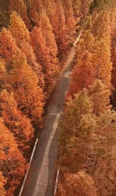 郑州水杉树观赏地大全！附地址+交通→