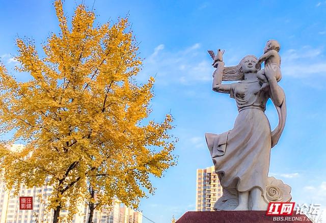 安乡深柳晨行记：踏在颜料上的初冬