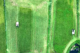 稻花香里好“丰”景：江西湖口再生稻开镰收割图片